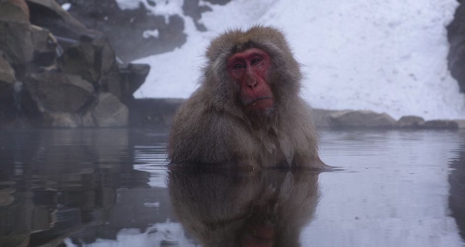 A visit to see the Snow Monkeys soaking in hot springs is a must. Photo: Scout - image 0