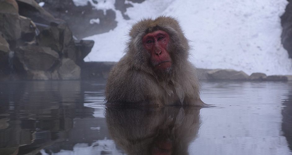 A visit to see the Snow Monkeys soaking in hot springs is a must. Photo: Scout A visit to see the Snow Monkeys soaking in hot springs is a must. Photo: Scout - image 0